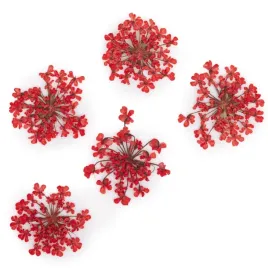 suszone-kwiatki-do-paznokci-mollylac-red
