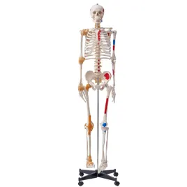 model-szkieletu-czlowieka-do-nauki-anatomii-182-cm-naturalnej-wielkosci-3d