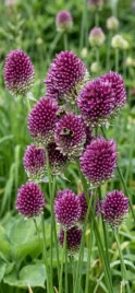 czosnek-glowkowaty-sphaerocephalon-cebulki-25-szt-allium-bordowy-4-5