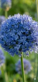 czosnek-ozdobny-blekitny-25-szt-cebulki-allium-caeruleum-4-5