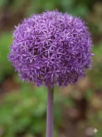 czosnek-ozdobny-globemaster-cebulki-5-szt-allium-fioletowy-kwiaty-24