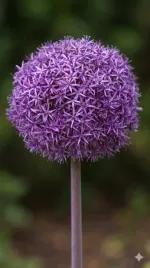czosnek-ozdobny-allium-ambassador-cebulki-5-szt-fioletowy-kwiaty-28-30