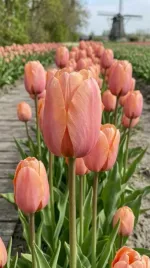 cebulki-tulipanow-5-szt-zestaw-tulipany-10-11-tulipan-apricot-impression