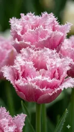 tulipan-cairns-5-szt-10-11-zestaw-cebulki-tulipanow-tulipany-strzepiaste-xl