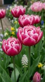 tulipan-columbus-5-szt-10-11-zestaw-cebulki-tulipanow-tulipany-xl-piwonia