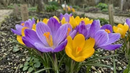krokusy-wielkokwiatowe-500-szt-cebulki-krokusow-6-7-krokus-wielokwiatowy