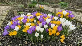 krokusy-wielkokwiatowe-1000-szt-cebulki-krokusow-6-7-krokus-wielokwiatowy