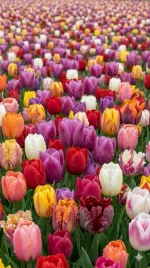 cebulki-tulipanow-25-szt-tulipany-mix-kolorow-95-10-zestaw-tulipan-xxl