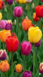 tulipany-triumph-mix-kolorow-25-szt-cebulki-tulipanow-95-10-tulipan-xxl