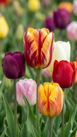 cebulki-tulipanow-100-szt-tulipany-mix-kolorow-95-10-zestaw-tulipan-xxl