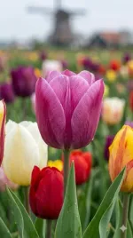 cebulki-tulipanow-500-szt-tulipany-mix-kolorow-95-10-zestaw-tulipan-xxl