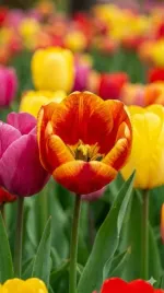 tulipany-darwin-500-szt-cebulki-tulipanow-95-10-najtrwalsze-i-najwieksze