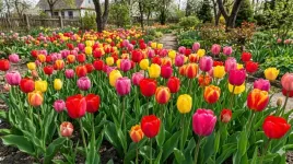 tulipany-darwin-1000-szt-cebulki-tulipanow-95-10-najtrwalsze-i-najwieksze
