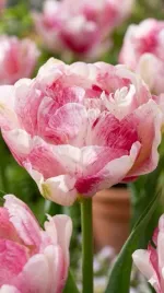 tulipan-double-blizz-5-szt-12-zestaw-cebulki-tulipanow-tulipany-pelne-xxl