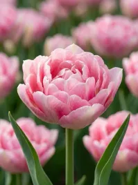 tulipan-foxtrot-5-szt-10-11-zestaw-cebulki-tulipanow-tulipany-pelne-xxl