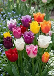 zestaw-tulipany-strzepiste-5-sz-tulipan-10-11-mix-kolorow-cebulki-tulipanow