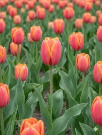 tulipan-jimmy-5-szt-10-11-zestaw-cebulki-tulipanow-tulipany-kwiaty-xxl