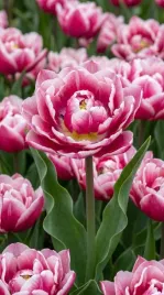 tulipan-let-s-dance-5-szt-12-cebulki-tulipanow-tulipany-pelne-piwoniowe