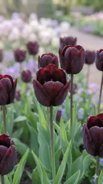 tulipan-queen-of-night-5-szt-10-11-cebulki-tulipanow-tulipany-zestaw-kwiaty