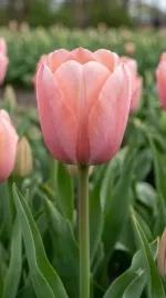 tulipan-salmon-impression-5-szt-11-12-cebulki-tulipanow-pastelowe-tulipany