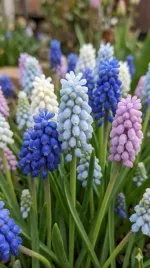 szafirek-muscari-25-szt-zestaw-kwiatow-6-7-cebulki-szafirka-szafirkow