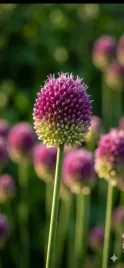 czosnek-glowkowaty-sphaerocephalon-cebulki-50-szt-allium-bordowy-4-5