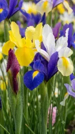 cebulki-iris-hollandica-kosaciec-50-szt-irysy-7-8-zestaw-cebulek-irysow