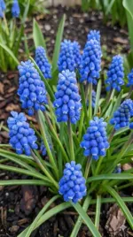 szafirek-armenski-cebulki-muscari-armeniacum-50-szt-zestaw-kwiatow-6-7