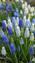 szafirek-muscari-50-szt-zestaw-kwiatow-6-7-cebulki-szafirka-szafirkow