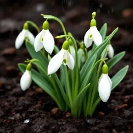 przebisniegi-100-szt-cebulki-przebisniegow-sniezyczka-galanthus-nivalis