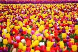 tulipan-darwin-9-10-tulipany-xxl-mix-cebulek-50-szt-tulipanow-kwiaty