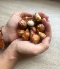 tulipany-xxl-mix-cebulek-9-10-tulipanow-50-szt-tulipan-cebulki-kolorow