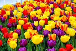 tulipany-xxl-mix-cebulek-9-10-tulipanow-25-szt-tulipan-cebulki-mieszanka