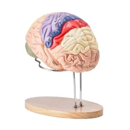 model-mozgu-anatomiczny-2-1-4-czesci-edukacyjny-kolorowy-oznaczony-nauka