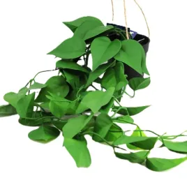 kwiat-sztuczny-epipremnum-wiszace-doniczce-70cm
