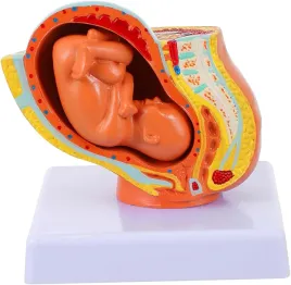 anatomiczny-model-plodu-ludzkiego-model-rozwoju-zarodkowego-w-lonie-matki