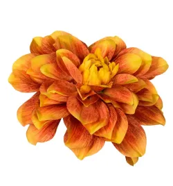dalia-glowka-zoltopomaranczowa