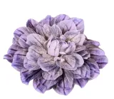 dalia-glowka-niebieska