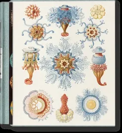 the-art-and-science-of-ernst-haeckel-julia-vossrainer-willmann