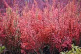 berberys-thunberga-erecta-berberis-thunbergii-kolor-kwiatow-zolte