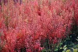 berberys-thunberga-erecta-berberis-thunbergii-roslina-w-postaci-sadzonka-w-pojemniku-2-3l