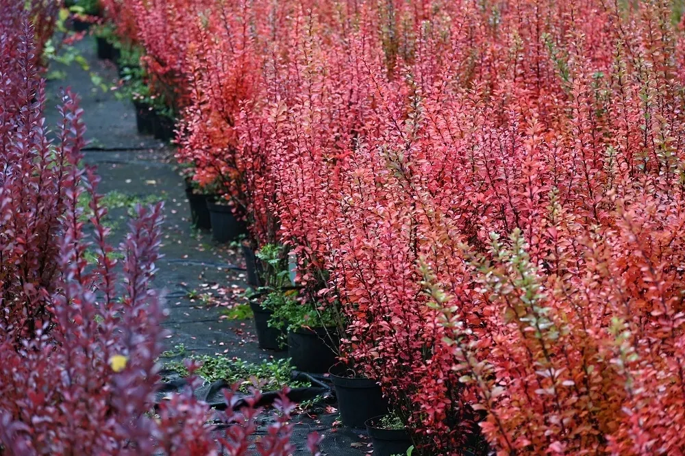 berberys-thunberga-erecta-berberis-thunbergii