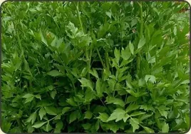 100-nasion-lubczyk-ogrodowy-levisticum-officinalie