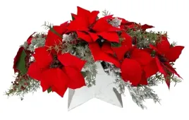stroik-nagrobny-swiateczny-w-obciazonej-oslonce-gwiazda-61-x-29-x-35-cm