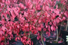 trzmielina-oskrzydlona-little-moses-euonymus-alatus