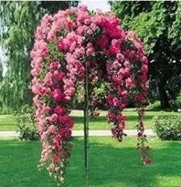 roza-szczepiona-na-pniu-odporna-na-mroz-ciemno-czerwona-sadzonki-80-100