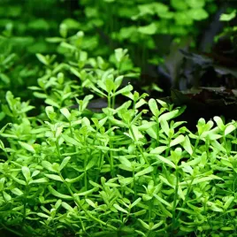 bacopa-monnieri-zielona-lodygowa-roslina-do-akwarium-ilosc-xxl