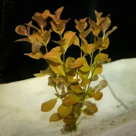 ludwigia-ovalis-piekna-pomaranczowa-roslina-do-akwarium-rarytas