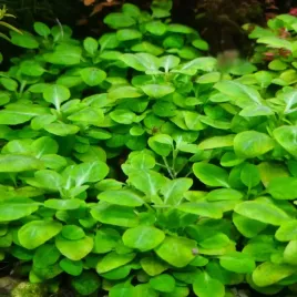 lobelia-cardinalis-mini-niska-zielona-roslina-do-akwarium-porcja-xxl