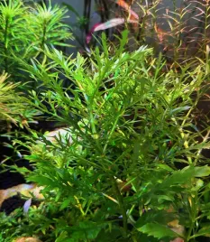 hygrophila-difformis-nadwodka-zmienna-ciekawa-roslina-do-akwarium-duzo
